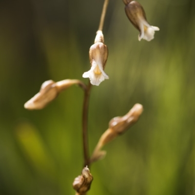 Gastrodia sp. (Potato Orchid) at Cotter River, ACT - 10 Dec 2017 by GlenRyan