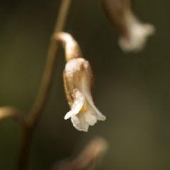 Gastrodia sp. at Cotter River, ACT - 10 Dec 2017