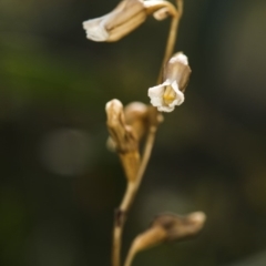 Gastrodia sp. at Cotter River, ACT - 10 Dec 2017