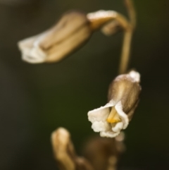 Gastrodia sp. at Cotter River, ACT - 10 Dec 2017