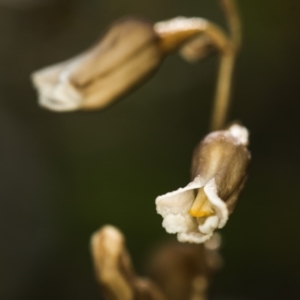 Gastrodia sp. at Cotter River, ACT - 10 Dec 2017