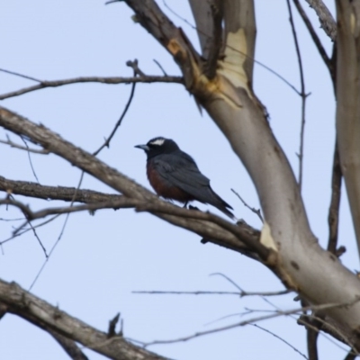 Artamus superciliosus (White-browed Woodswallow) at Illilanga & Baroona - 10 Feb 2014 by Illilanga