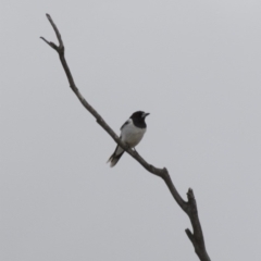 Cracticus nigrogularis at Michelago, NSW - 6 Jan 2016