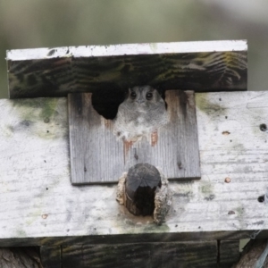 Aegotheles cristatus at Michelago, NSW - 14 Jan 2016 05:53 AM