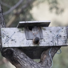 Aegotheles cristatus at Michelago, NSW - 14 Jan 2016