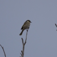 Gavicalis virescens (Singing Honeyeater) at Illilanga & Baroona - 11 May 2013 by Illilanga