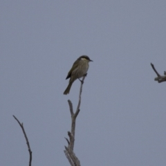 Gavicalis virescens at Michelago, NSW - 12 May 2013 07:27 AM