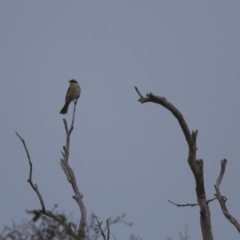 Gavicalis virescens at Michelago, NSW - 12 May 2013 07:27 AM