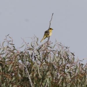 Lichenostomus melanops at Michelago, NSW - 1 May 2012 10:25 AM