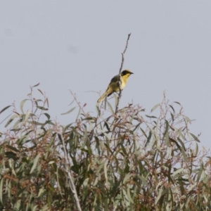 Lichenostomus melanops at Michelago, NSW - 1 May 2012 10:25 AM