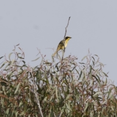 Lichenostomus melanops at Michelago, NSW - 1 May 2012 10:25 AM