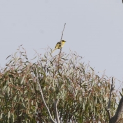 Lichenostomus melanops at Michelago, NSW - 1 May 2012 10:25 AM