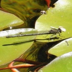 Ischnura heterosticta (Common Bluetail Damselfly) at Acton, ACT - 11 Dec 2017 by JohnBundock