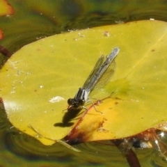 Ischnura heterosticta at Acton, ACT - 11 Dec 2017