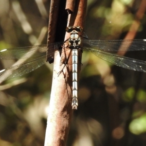 Diphlebia lestoides at Paddys River, ACT - 11 Dec 2017 11:21 AM