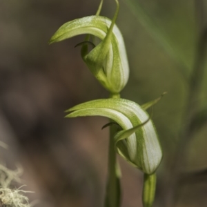 Pterostylis aneba at Paddys River, ACT - 11 Dec 2017