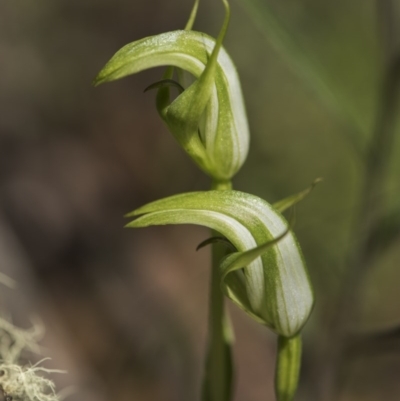 Pterostylis aneba (Small Mountain Greenhood) at Paddys River, ACT - 11 Dec 2017 by GlenRyan