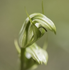 Pterostylis aneba at Paddys River, ACT - 11 Dec 2017