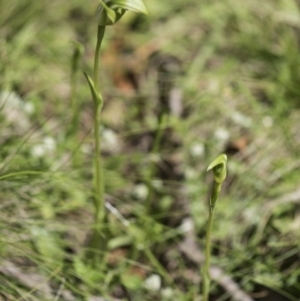 Pterostylis aneba at Paddys River, ACT - 11 Dec 2017