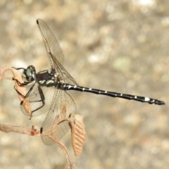 Eusynthemis brevistyla (Small Tigertail) at Namadgi National Park - 11 Dec 2017 by JohnBundock