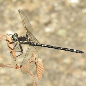 Eusynthemis brevistyla at Paddys River, ACT - 11 Dec 2017 03:42 PM