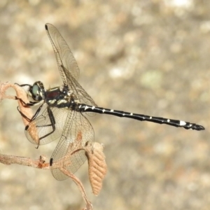 Eusynthemis brevistyla at Paddys River, ACT - 11 Dec 2017