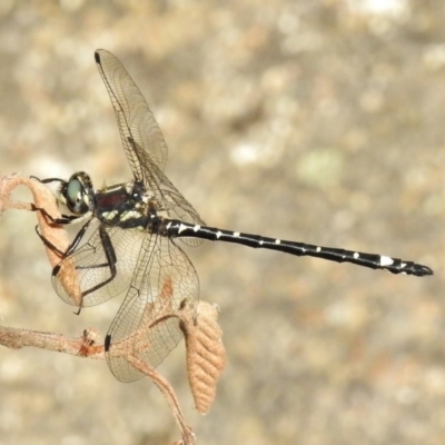 Eusynthemis brevistyla (Small Tigertail) at Namadgi National Park - 11 Dec 2017 by JohnBundock