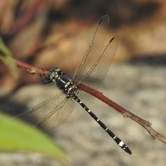 Eusynthemis brevistyla at Paddys River, ACT - 11 Dec 2017