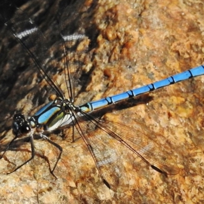 Diphlebia lestoides (Whitewater Rockmaster) at Paddys River, ACT - 11 Dec 2017 by JohnBundock