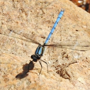 Diphlebia lestoides at Paddys River, ACT - 11 Dec 2017