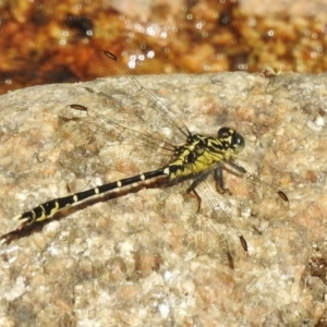 Hemigomphus gouldii at Paddys River, ACT - 11 Dec 2017