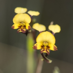 Diuris semilunulata (Late Leopard Orchid) at Cotter River, ACT - 10 Dec 2017 by GlenRyan