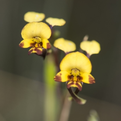 Diuris semilunulata (Late Leopard Orchid) at Cotter River, ACT - 11 Dec 2017 by GlenRyan