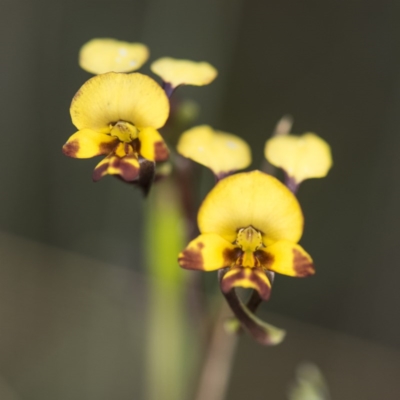 Diuris semilunulata (Late Leopard Orchid) at Cotter River, ACT - 10 Dec 2017 by GlenRyan