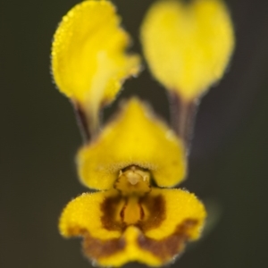 Diuris semilunulata at Cotter River, ACT - suppressed