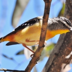 Pardalotus punctatus (Spotted Pardalote) at Gibraltar Pines - 11 Dec 2017 by JohnBundock