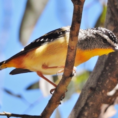 Pardalotus punctatus (Spotted Pardalote) at Paddys River, ACT - 11 Dec 2017 by JohnBundock