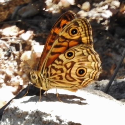 Geitoneura acantha (Ringed Xenica) at Tidbinbilla Nature Reserve - 11 Dec 2017 by JohnBundock