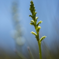 Microtis sp. (Onion Orchid) at Cotter River, ACT - 9 Dec 2017 by GlenRyan