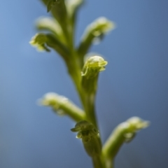 Microtis sp. at Cotter River, ACT - 10 Dec 2017