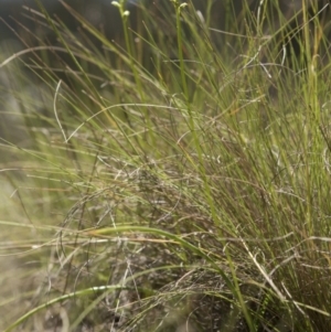 Microtis sp. at Cotter River, ACT - 10 Dec 2017