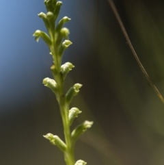 Microtis sp. at Cotter River, ACT - 10 Dec 2017