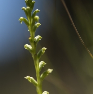 Microtis sp. at Cotter River, ACT - 10 Dec 2017