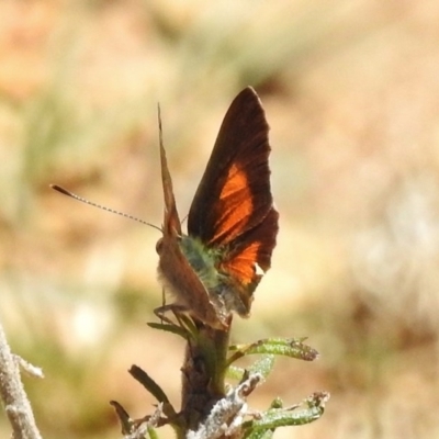 Paralucia aurifera (Bright Copper) at Paddys River, ACT - 11 Dec 2017 by JohnBundock