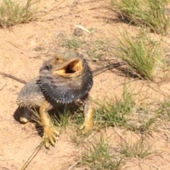 Pogona barbata (Eastern Bearded Dragon) at Hughes, ACT - 10 Nov 2015 by KL