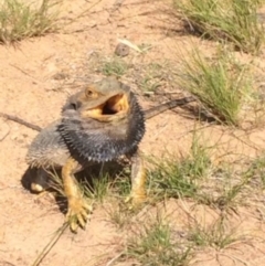 Pogona barbata (Eastern Bearded Dragon) at Hughes, ACT - 9 Nov 2015 by KL