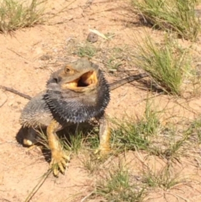 Pogona barbata (Eastern Bearded Dragon) at Hughes, ACT - 10 Nov 2015 by KL