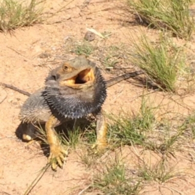 Pogona barbata (Eastern Bearded Dragon) at Red Hill to Yarralumla Creek - 9 Nov 2015 by KL