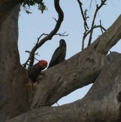 Callocephalon fimbriatum (Gang-gang Cockatoo) at Hughes, ACT - 30 Oct 2015 by KL