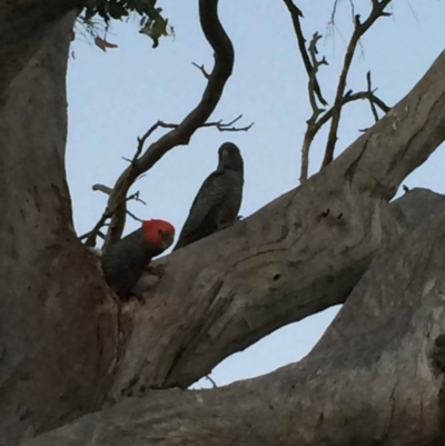 Callocephalon fimbriatum (Gang-gang Cockatoo) at Red Hill to Yarralumla Creek - 30 Oct 2015 by KL